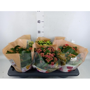 Kalanchoe blos. 'Rosalina'  ..mix 5
