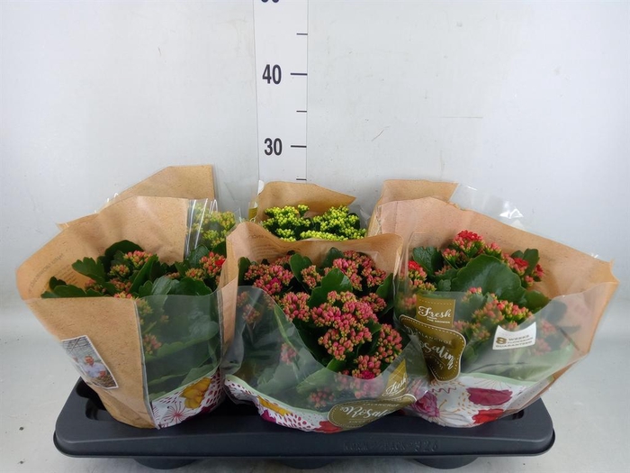 <h4>Kalanchoe blos. 'Rosalina' ..mix 5</h4>