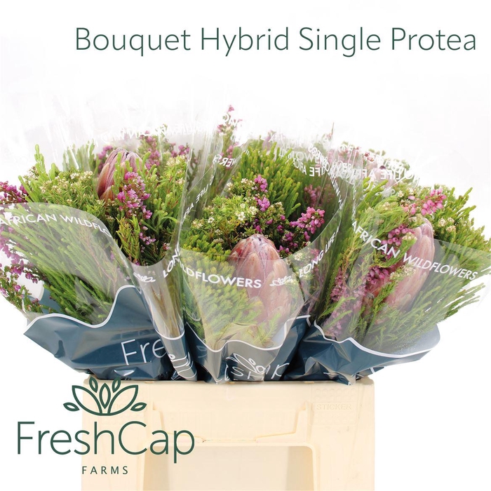 <h4>Bouquet Hybrid Single Protea</h4>
