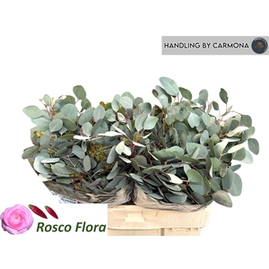 EUC POLYANTHEMO P BS