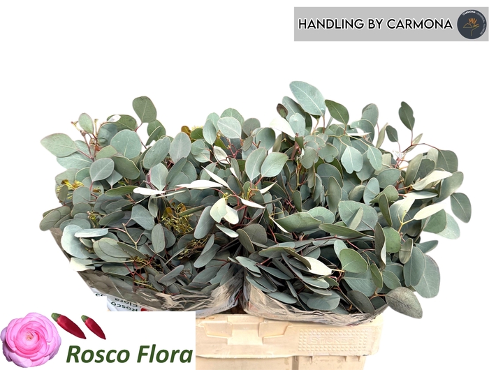 <h4>EUC POLYANTHEMO P BS</h4>