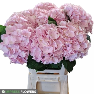 Verena roze 60cm