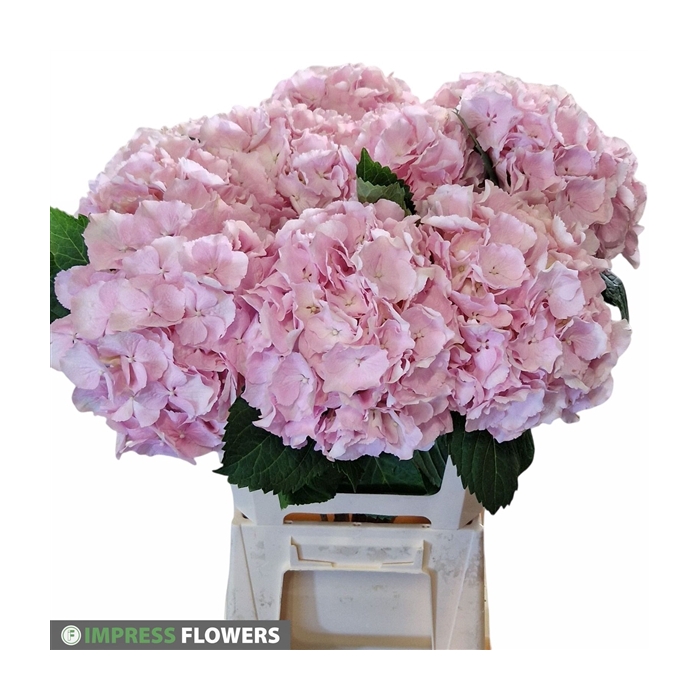 <h4>Verena roze 60cm</h4>
