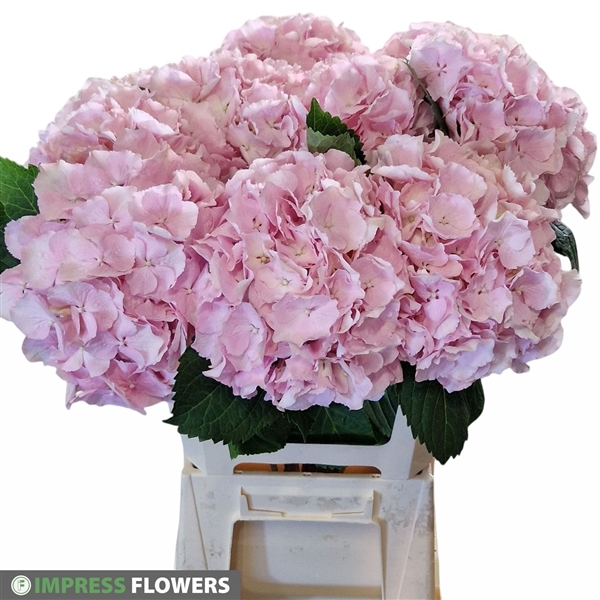 Verena roze 60cm