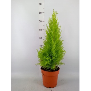 Cupressus macro. 'Goldcrest Wilma'