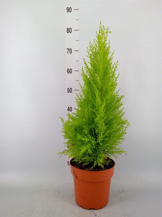 <h4>Cupressus macro. 'Goldcrest Wilma'</h4>