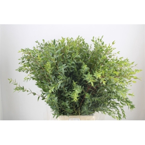 Euca Parvifolia 300gr P Bunch