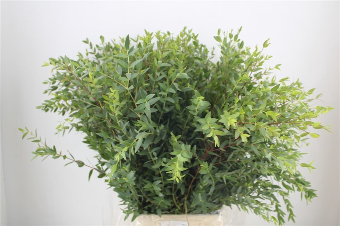 <h4>Euca Parvifolia 300gr P Bunch</h4>