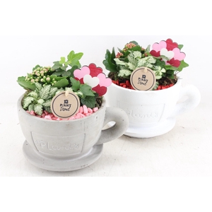 Arr2 Pl - Ker. Kop&schotel X3 - Rood/roze