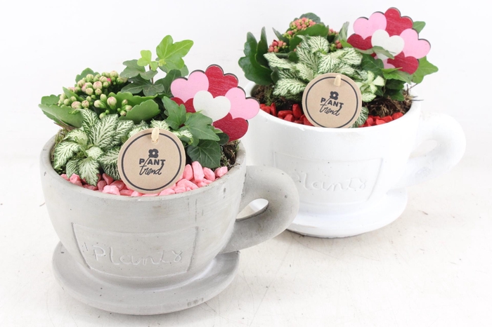 Arr2 Pl - Ker. Kop&schotel X3 - Rood/roze