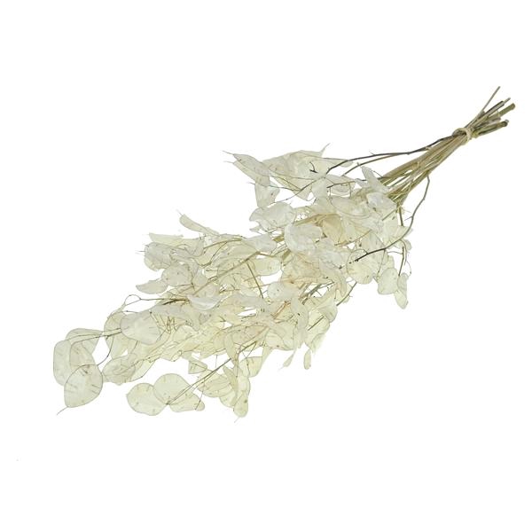 <h4>Lunaria / Honesty Natural</h4>