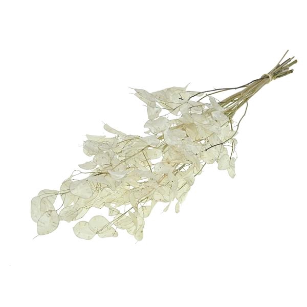 <h4>Lunaria / Honesty Natural</h4>