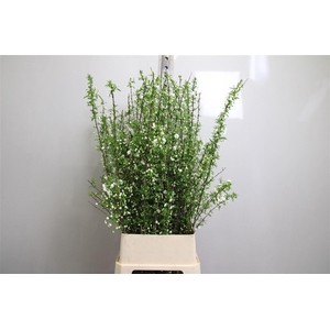 Prunus Gland Vertakt