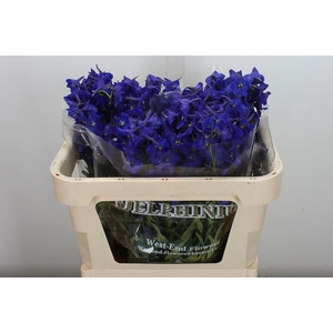 Delphinium EN 'Atlantis'