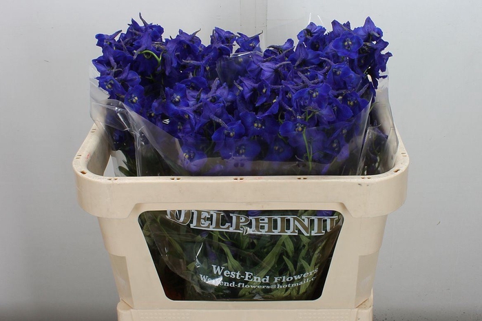 <h4>Delphinium EN 'Atlantis'</h4>