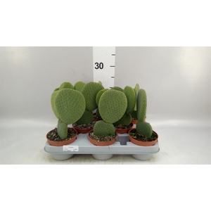 Opuntia