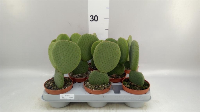 <h4>Opuntia</h4>