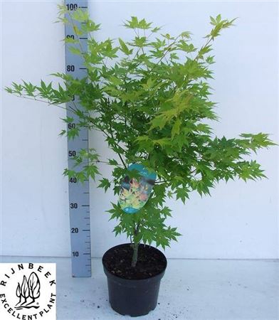 <h4>Acer Pa Orange Dream</h4>
