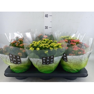 Kalanchoe blos.   ..rosebud mix  5