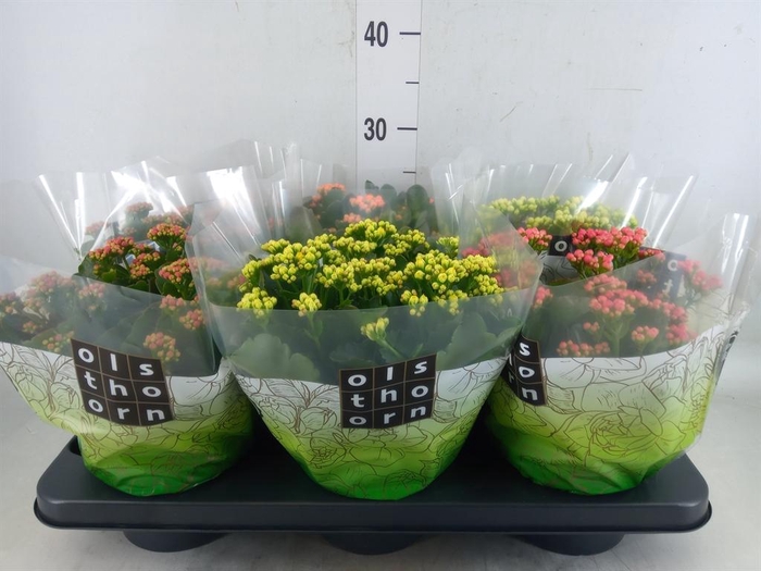 <h4>Kalanchoe blos.   ..rosebud mix  5</h4>