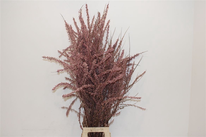 <h4>Tamarix R P Bunch</h4>