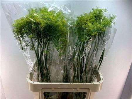 <h4>Anethum Per Tak</h4>