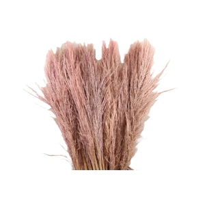 Cortaderia Pink Blush