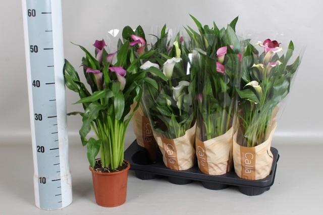 <h4>ZANT GEM 5 KL</h4>