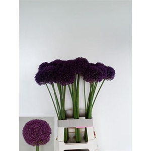 Allium Ambassador