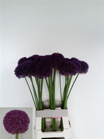 <h4>Allium Ambassador</h4>