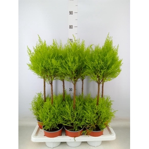 Cupressus macro. 'Goldcrest Wilma'