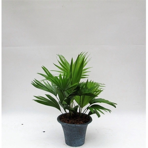 Livistona rotundifolia hosta small met schors