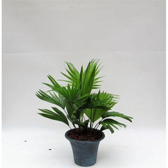 <h4>LIVISTONA ROTUNDIFOL</h4>