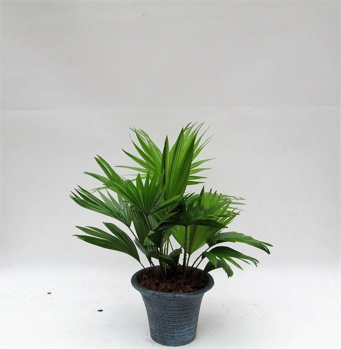 <h4>Livistona rotundifolia hosta small met schors</h4>