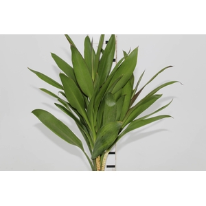 FOLHAGEM DRACENA POA