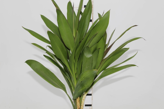 FOLHAGEM DRACENA POA