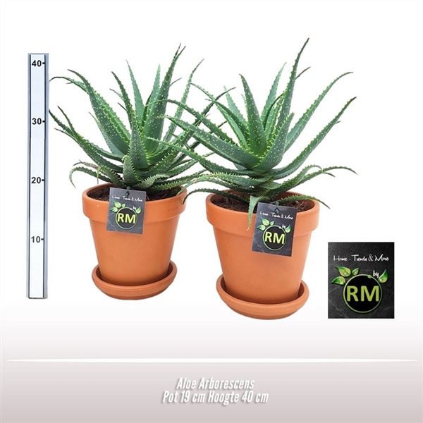 <h4>Aloe arborescens</h4>