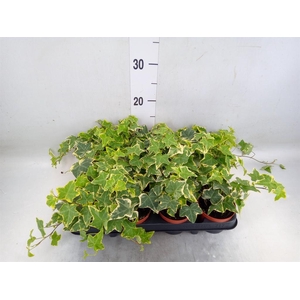 Hedera helix 'Goldchild'