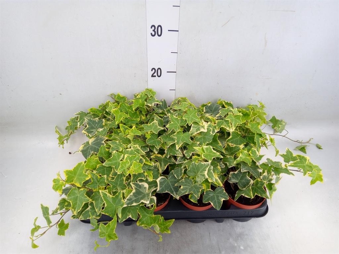 <h4>Hedera helix 'Goldchild'</h4>