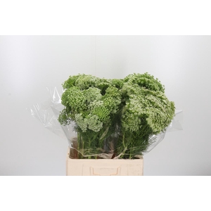 Ammi Visnaga