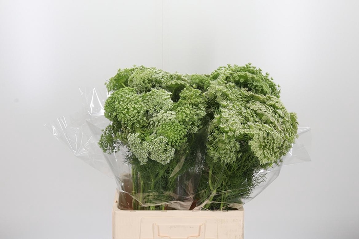 <h4>Ammi Visnaga</h4>