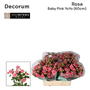 R TR Baby Pink Yo-Yo 60 cm