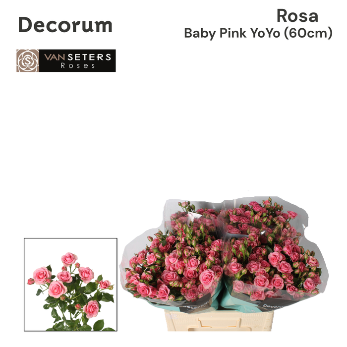 <h4>R TR Baby Pink Yo-Yo 60 cm</h4>