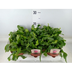 Epiphyllum guatem. var. monstrosa