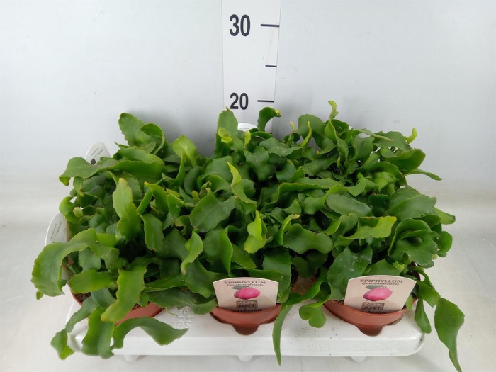 <h4>Epiphyllum guatem. var. monstrosa</h4>