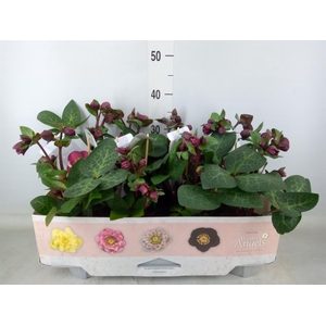 Helleborus  'Fkiss Vibey Velve'