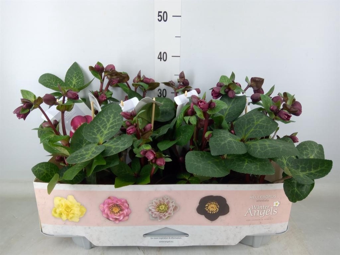 <h4>Helleborus 'Fkiss Vibey Velve'</h4>