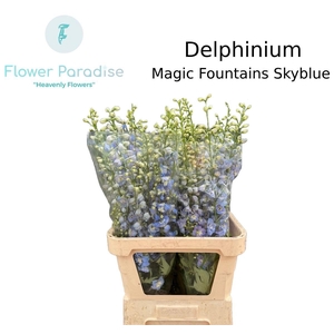 DELPH DU MAG FSKB WB