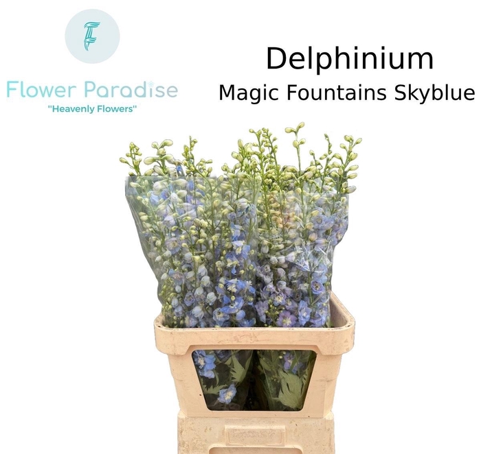 <h4>DELPH DU MAG FSKB WB</h4>