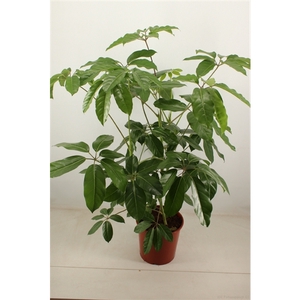 schefflera amate 30 cm pot